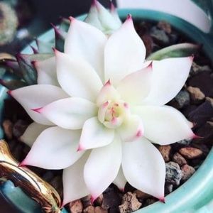 Meet your Posher, Patricia